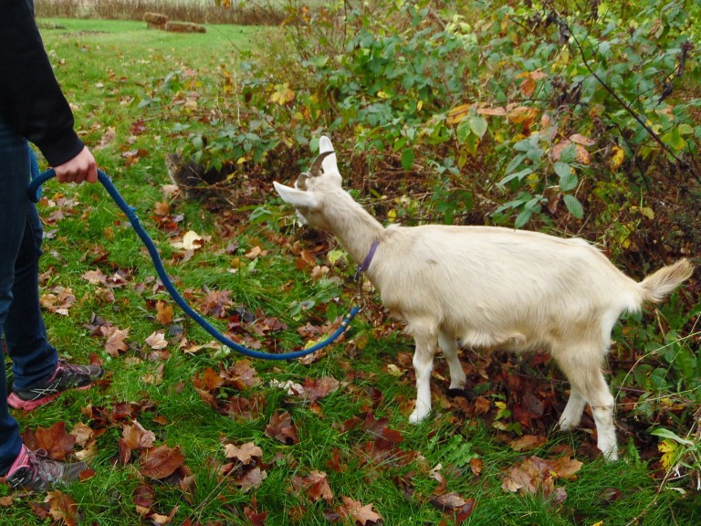 Invasive Plant Removal with Goats. Goats! Sustainability